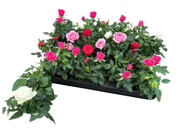 <h4>ROSA KORDANA MIX MINI P6</h4>