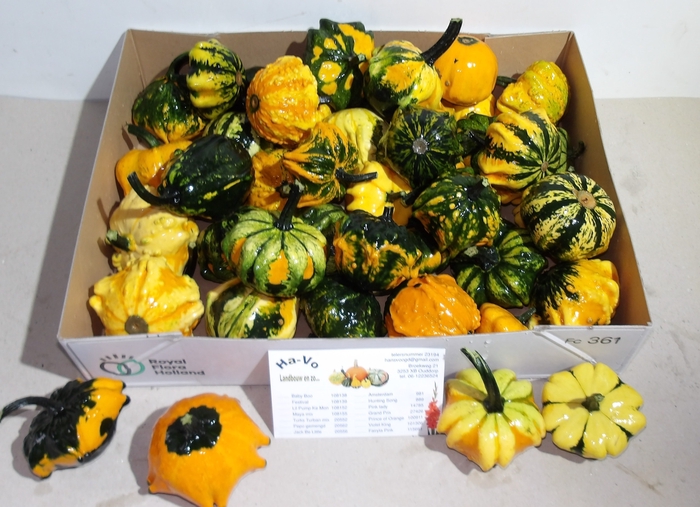 <h4>CUCURBITA FL SAUCER</h4>