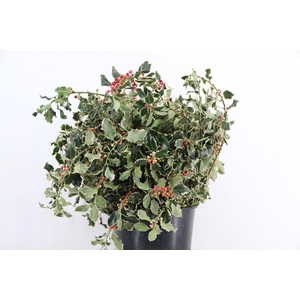 ILEX BONT BOS