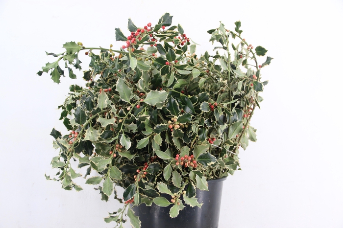 <h4>ILEX BONT BOS</h4>