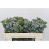 Oxypetalum Tweedia Blue