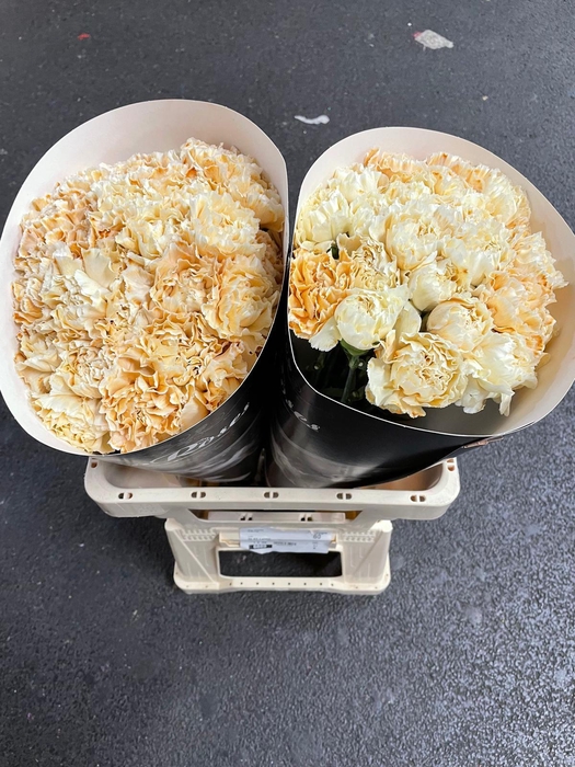 <h4>DI ST CREAMY</h4>