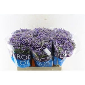 Veronica Smart Fountain Blue