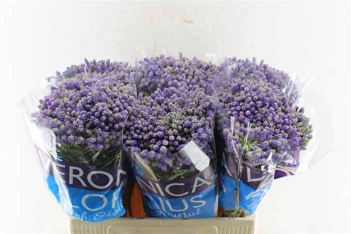 <h4>Veronica Smart Fountain Blue</h4>