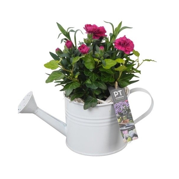 <h4>PTPP2473 Arrangement Patio Plants in metalen gieter wit</h4>