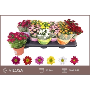 Chrysanthemum Indicum Grp Swifty gemengd