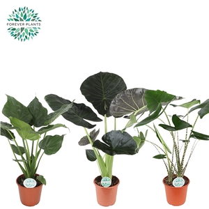 Alocasia Gemengd p24