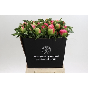 Paeonia Coral Sunset