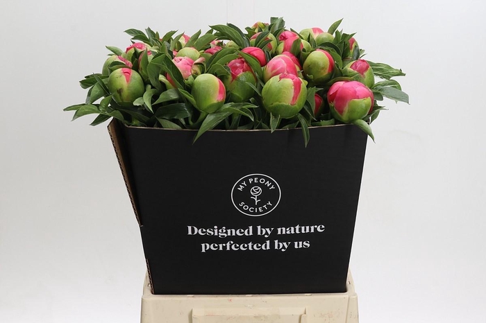 <h4>Paeonia Coral Sunset</h4>