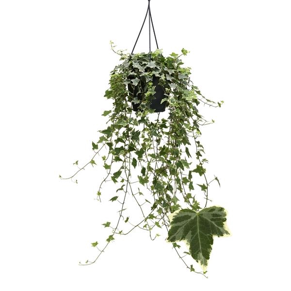 <h4>Hedera helix 'Eva'</h4>