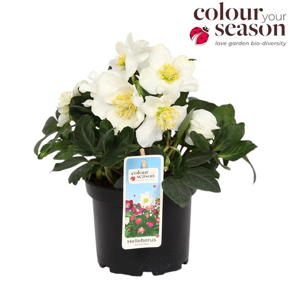 <h4>Helleborus niger Advent star P15</h4>