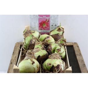 Bloembol Hipp Sweetpink