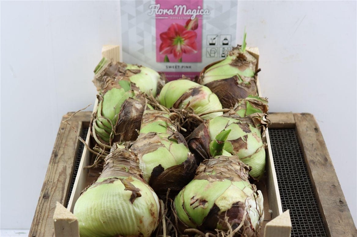 <h4>Bloembol Hipp Sweetpink</h4>