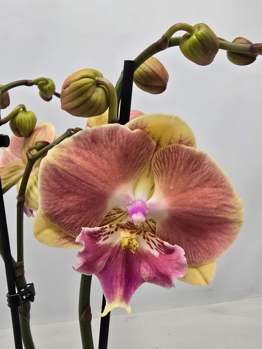 <h4>Limited 11 week 19</h4>