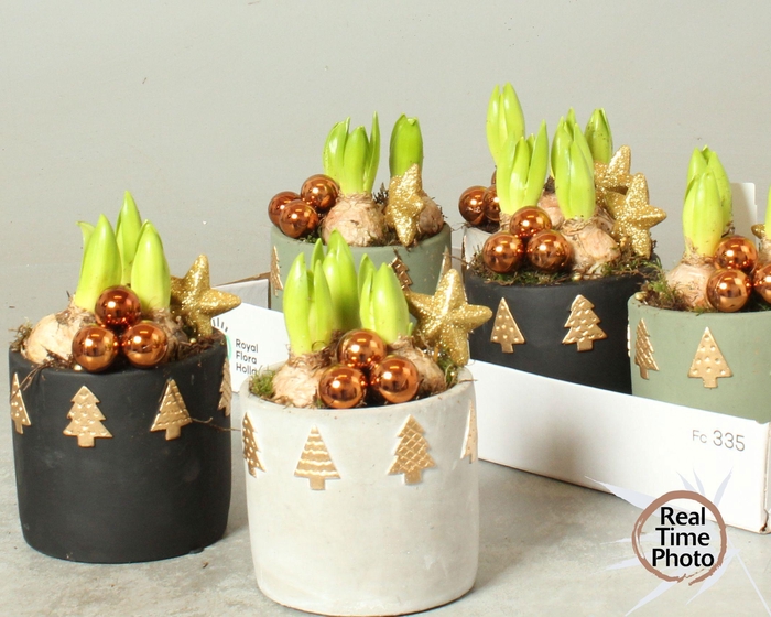 <h4>ARR KAMERPL</h4>