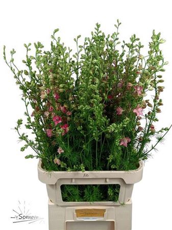 <h4>Delph Cons R Q Rose</h4>