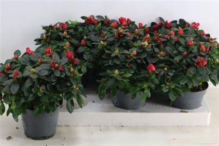 <h4>Rhodo Si Otto</h4>