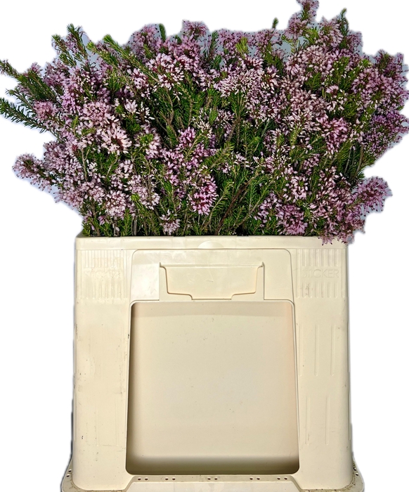 <h4>ERICA OV BS</h4>