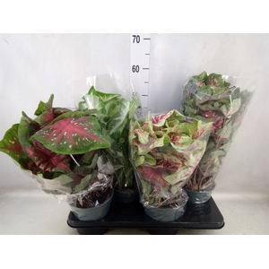 Caladium   ...mix