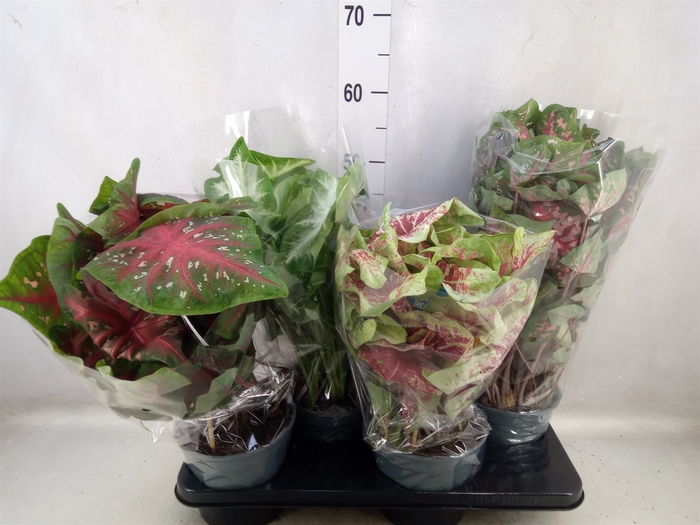 Caladium   ...mix