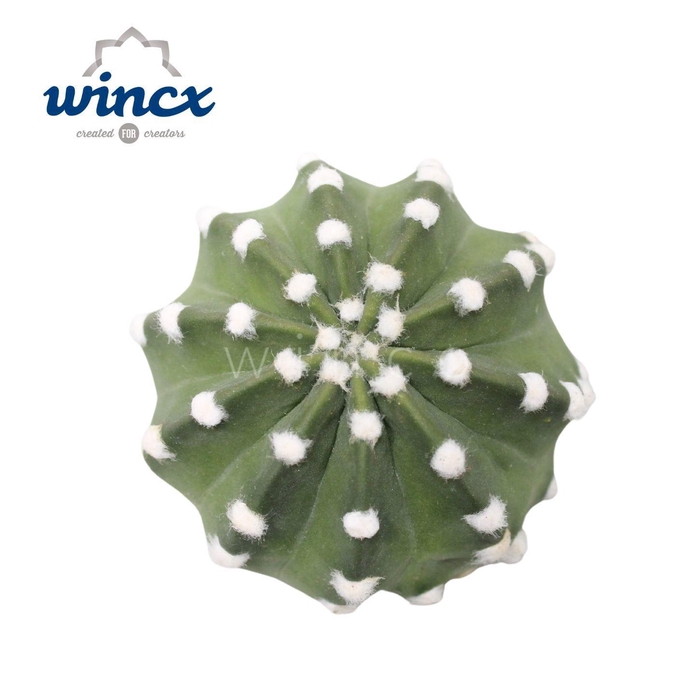 <h4>ECHEVERIA OV</h4>