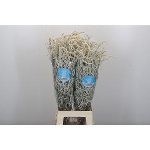 Amaranthus Yearming Desert Cohen