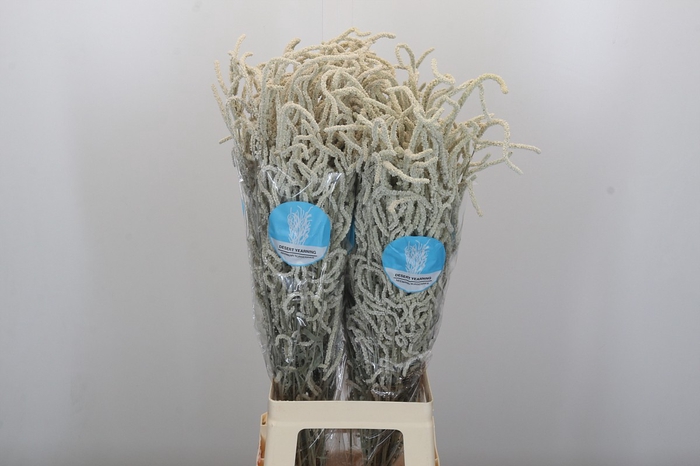 <h4>Amaranthus Yearming Desert Cohen</h4>