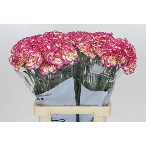 Dianthus St Supersic