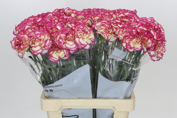 <h4>Dianthus St Supersic</h4>