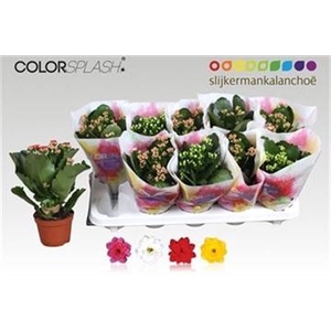 Kalanchoe blossfeldiana gevuld gemengd 3 kleuren