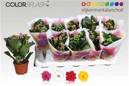 <h4>Kalanchoe blossfeldiana gevuld gemengd 3 kleuren</h4>