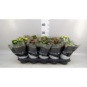 KALANCHOE 'ROYALDON'