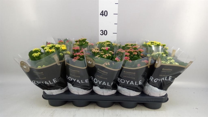 <h4>KALANCHOE 'ROYALDON'</h4>