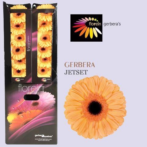 <h4>Gerbera aquabox jetset</h4>