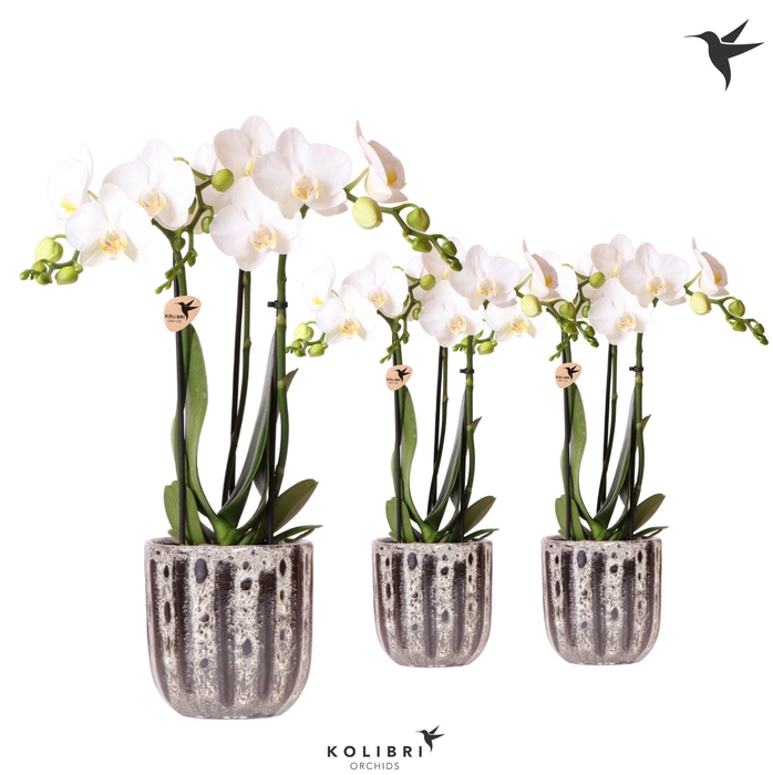 <h4>Kolibri Orchids Phalaenopsis white 3 spike in Soul pot</h4>