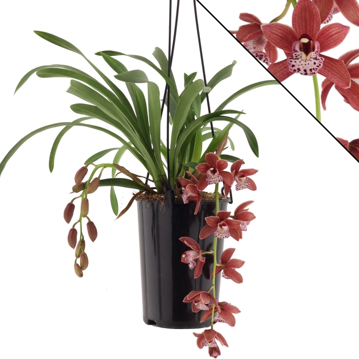 <h4>Karina 2 tak</h4>