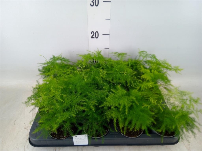 <h4>Asparagus setaceus</h4>