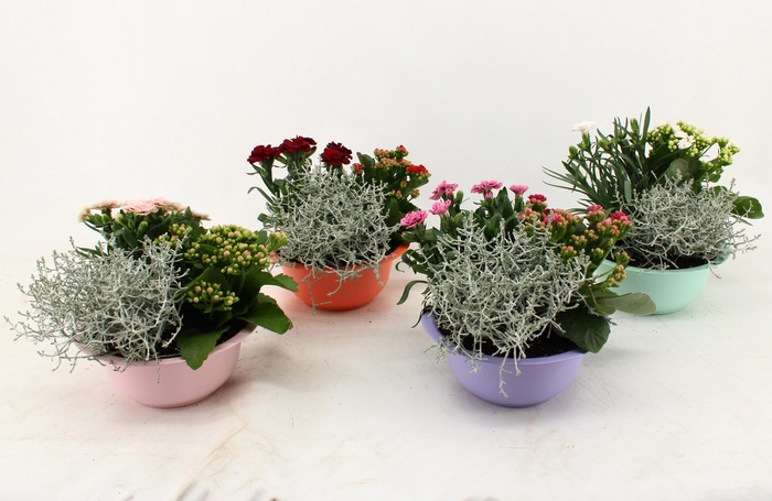 <h4>ARR TUINPLANTEN</h4>