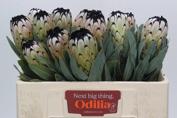 <h4>PROTEA MAG NIOBE</h4>