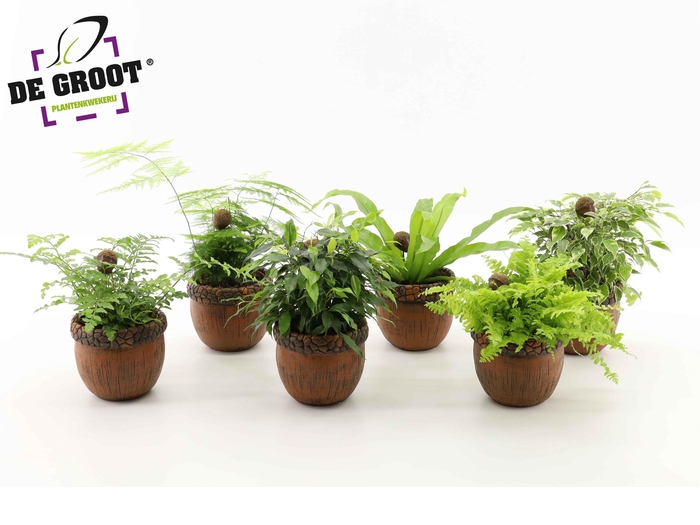 <h4>Groenmix in eikelpot + bijsteker</h4>