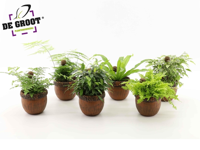 <h4>Groenmix in eikelpot + bijsteker</h4>