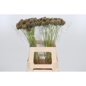 Scabiosa Stell Zaaddoos