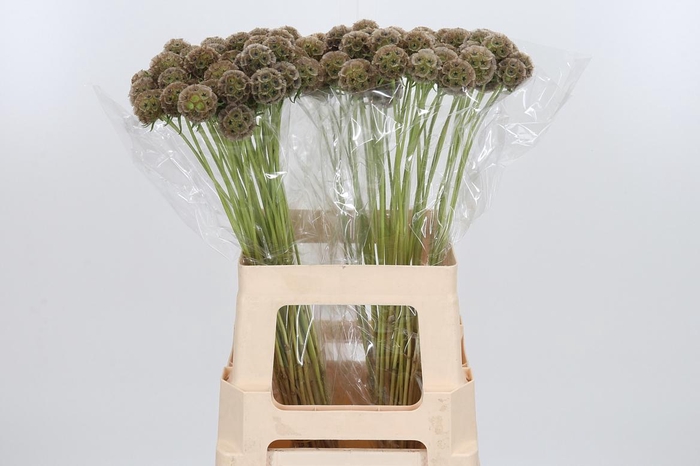 <h4>Scabiosa Stell Zaaddoos</h4>