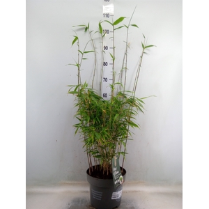 Fargesia rufa