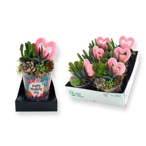 Arrangementen succulenten 6%