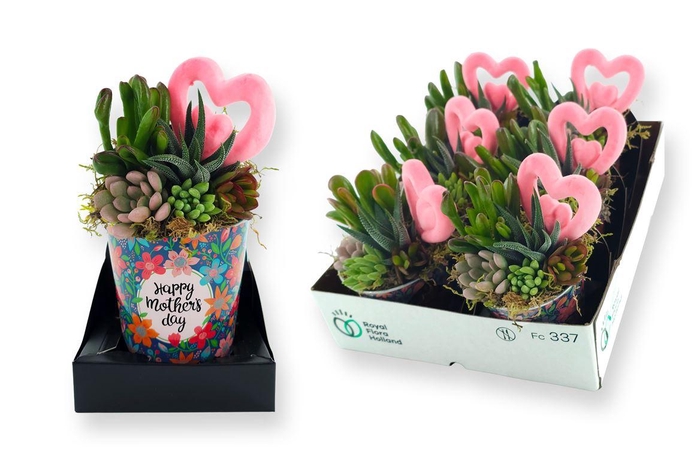 <h4>Arrangementen succulenten 6%</h4>
