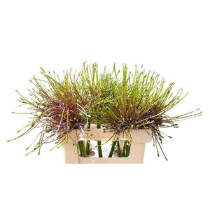 ALLIUM SCHUBERTII