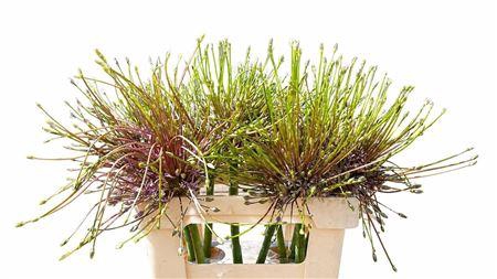 <h4>ALLIUM SCHUBERTII</h4>