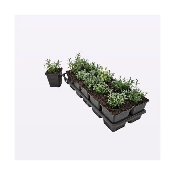 <h4>Cerastium Tomentosum</h4>