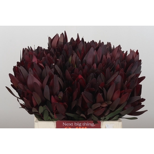 Leucadendron Saf Sunset Dark R.